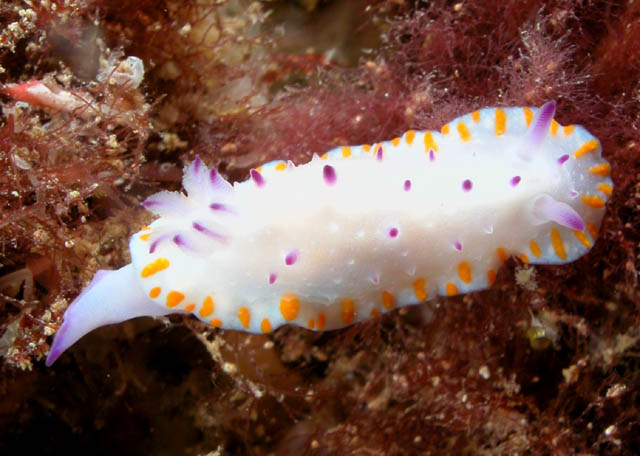 Mexichromis macropus